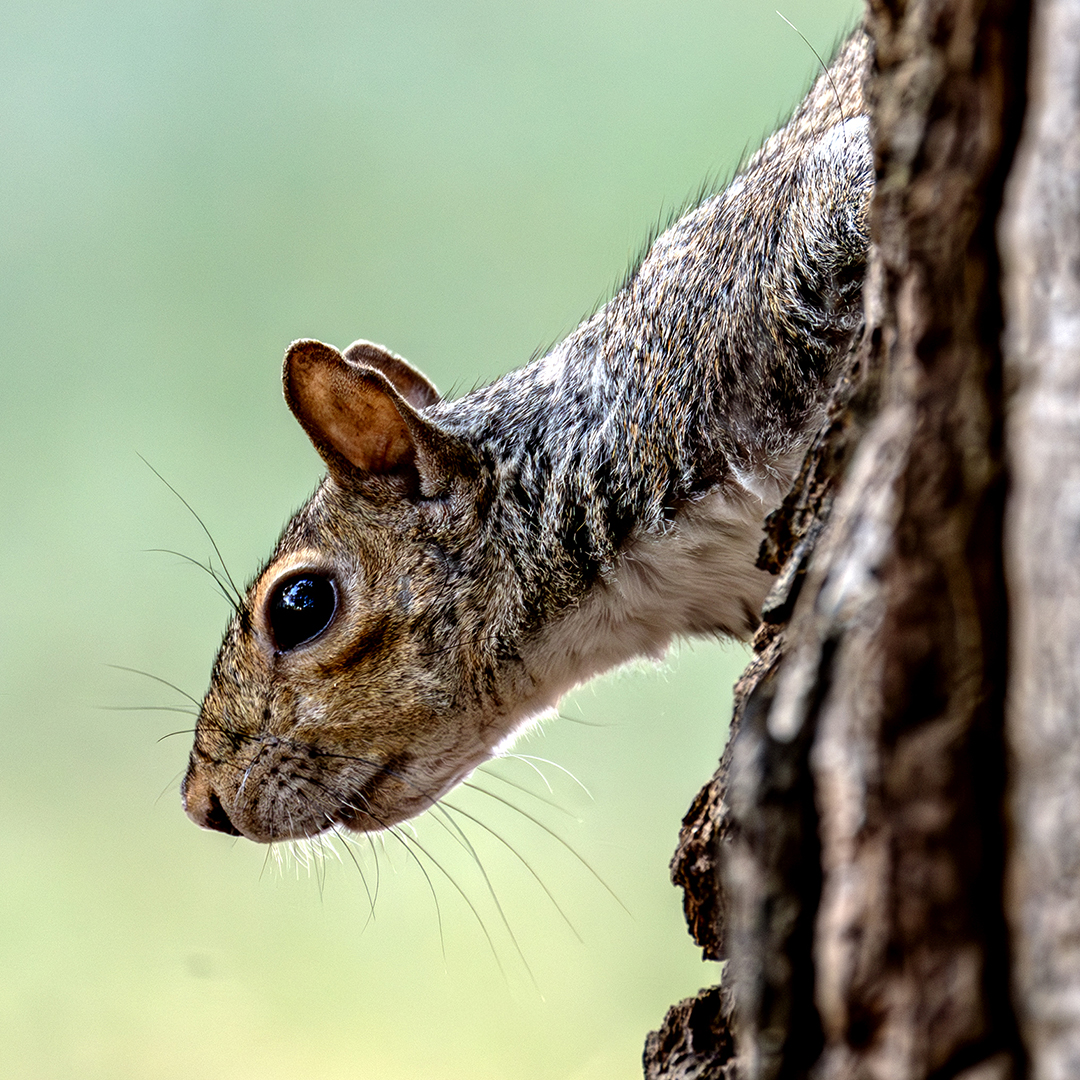 Squirrel in tree.